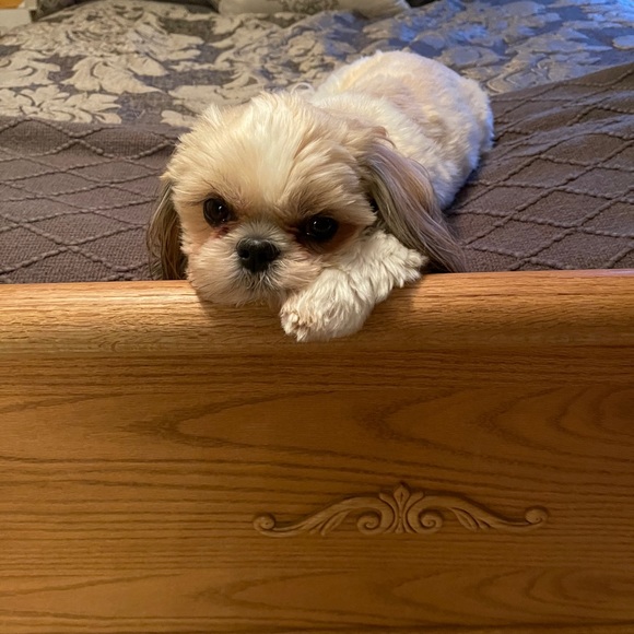 Meet your Posher, Jacksyn - Picture 7 of 16